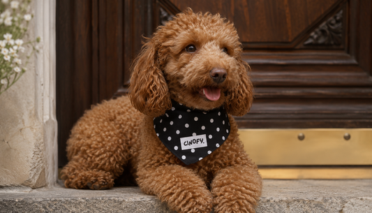 Bandana Polka Black