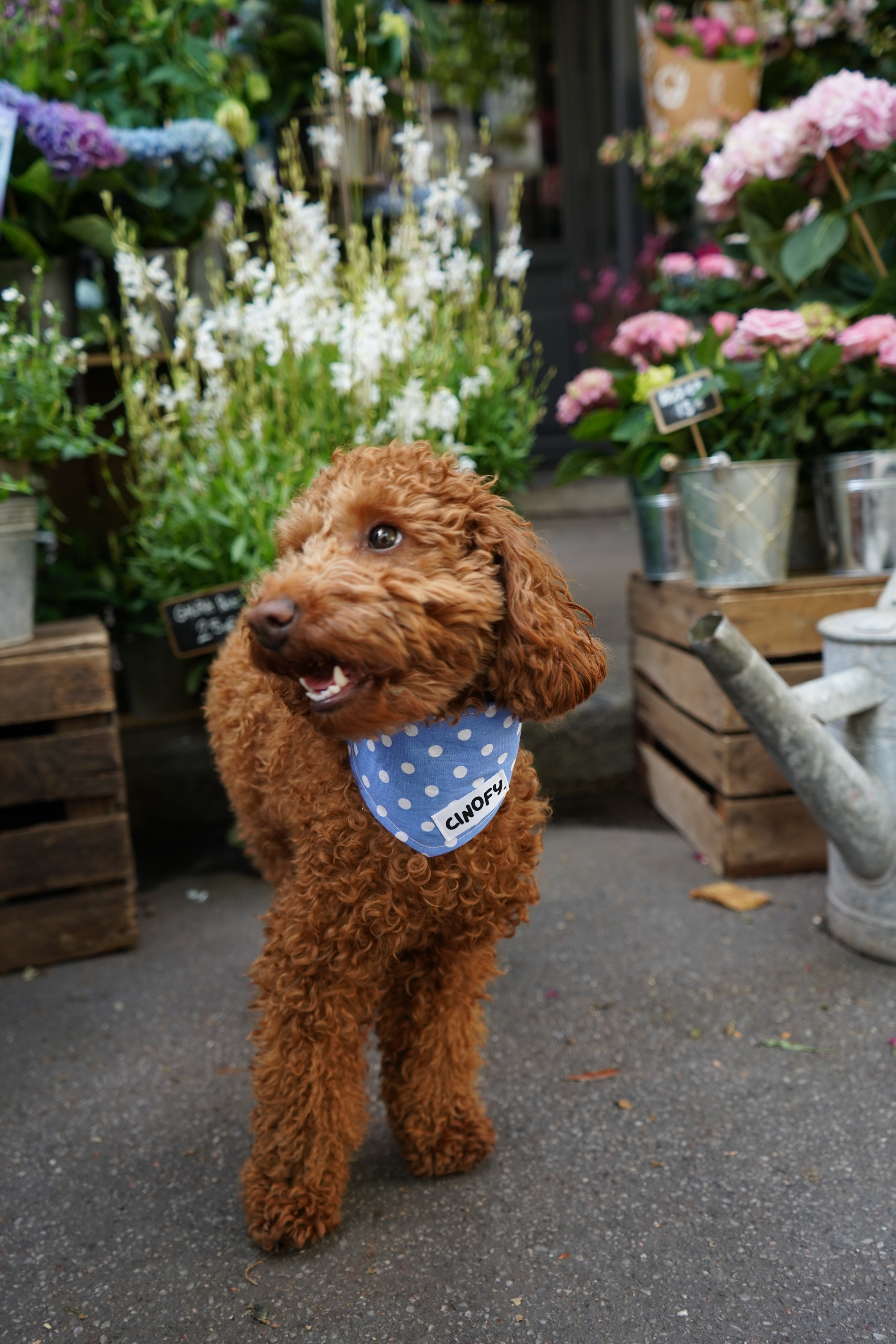 Bandana Polka Blue