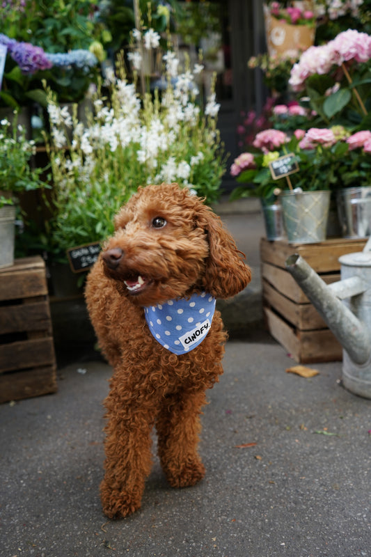 Bandana Polka Blue