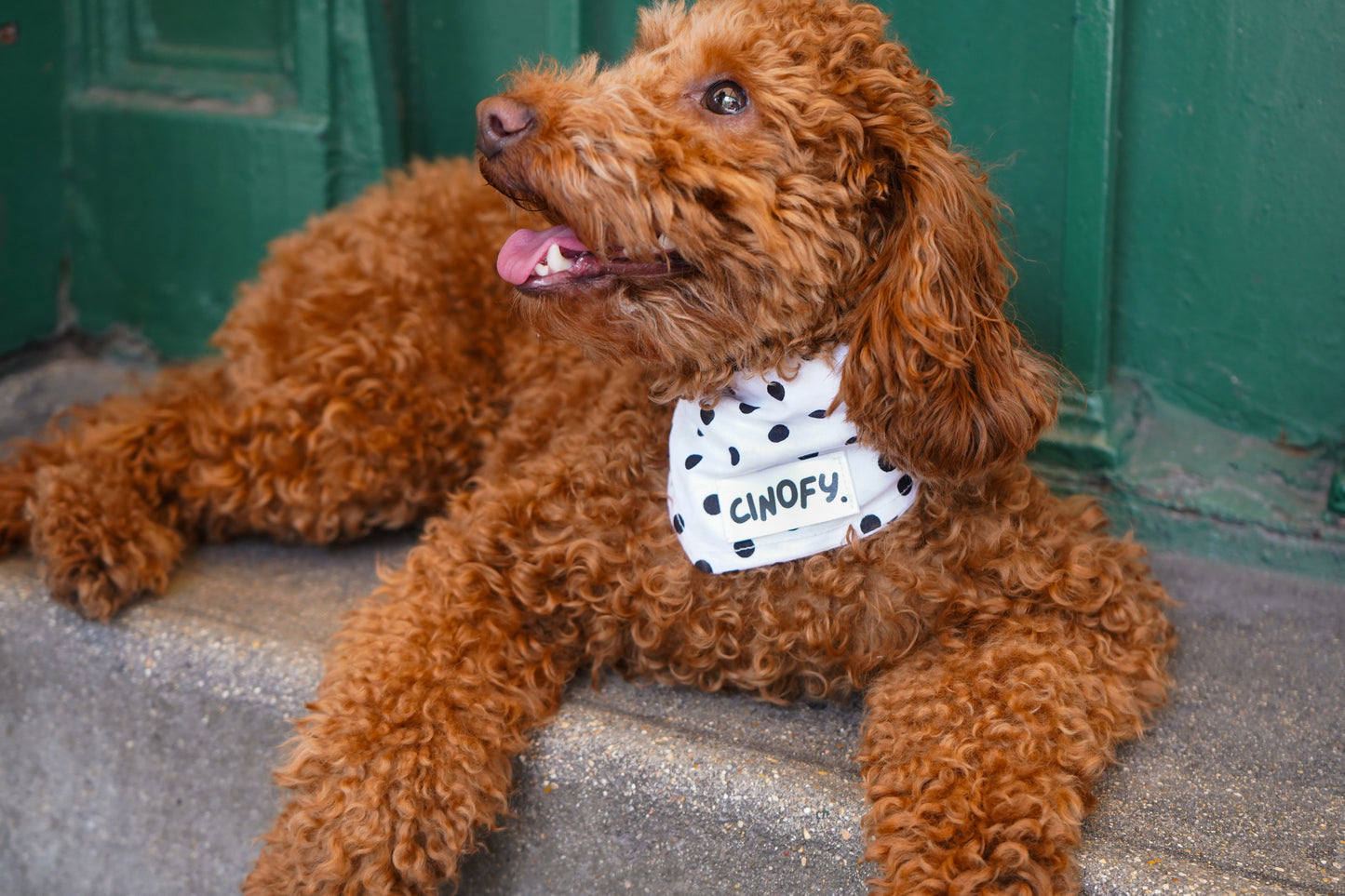 Bandana Polka White