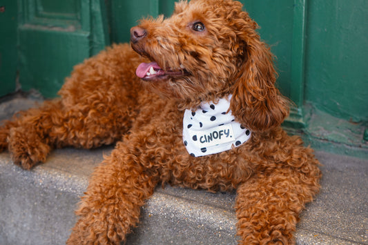 Bandana Polka White