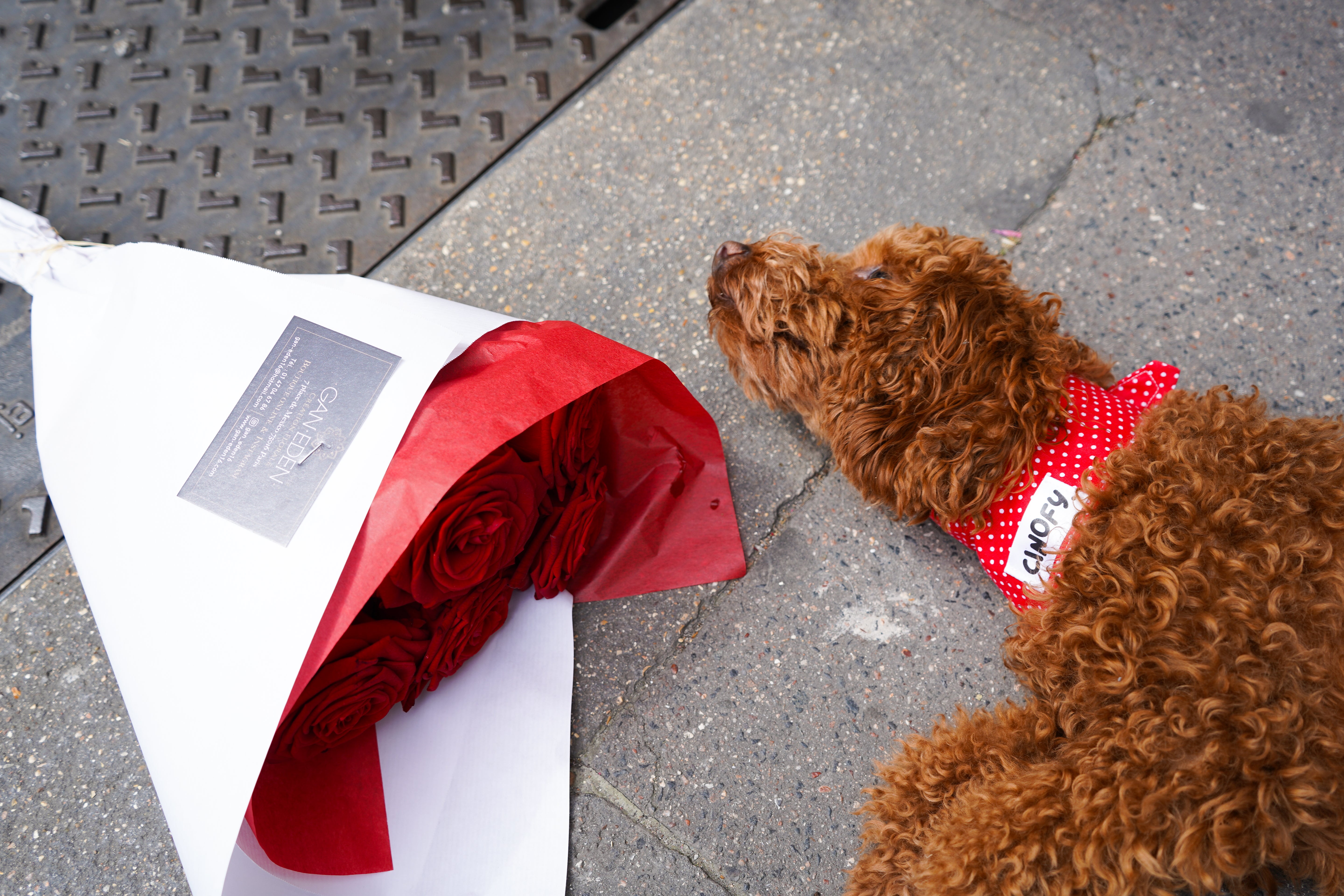 Bandana Polka Red
